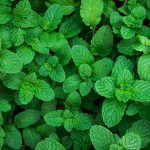 Benefits of 'Mint Leaves' for Health - Nature’s Refreshing Healer
